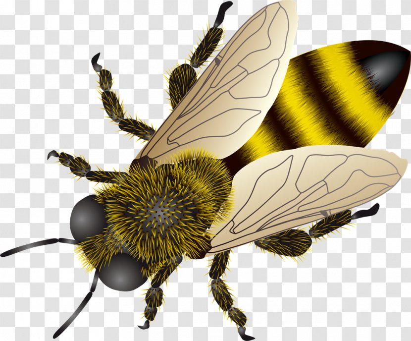 European Dark Bee Insect Clip Art - Pollinator Transparent PNG