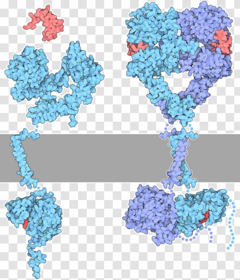 Receptor Tyrosine Kinase Protein Transparent PNG