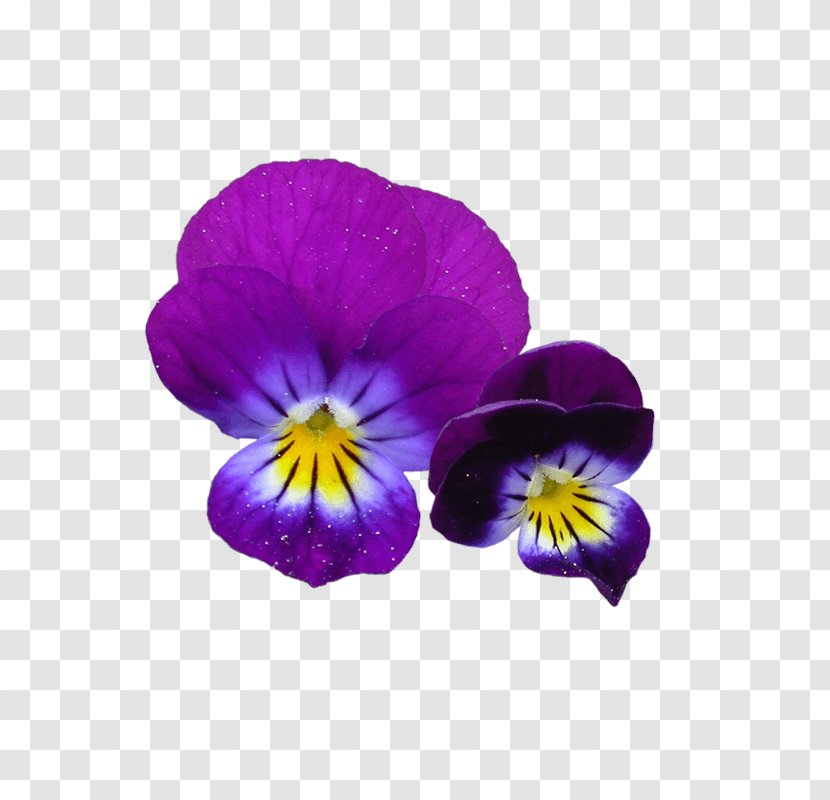 Orchid Flower - Flowering Plant - Moth Viola Transparent PNG