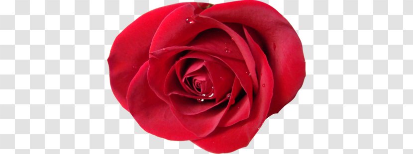 Garden Roses Centifolia Floribunda Red Beach Rose - Flower Transparent PNG