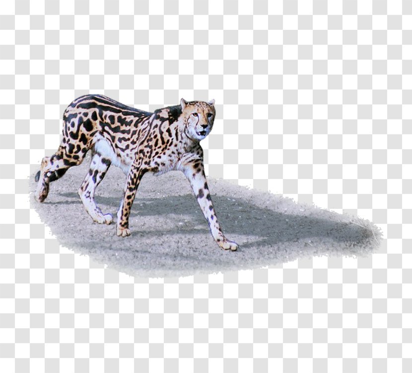 Cheetah Leopard Jaguar Tiger Lion Transparent PNG