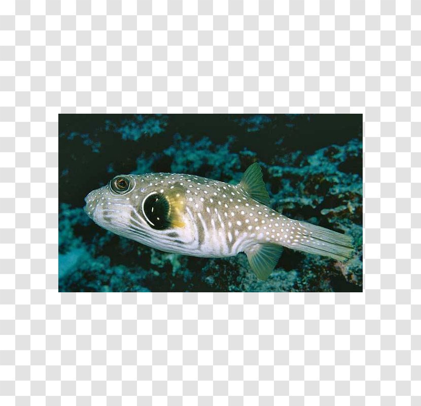 Pufferfish Fugu White-spotted Puffer Marine Biology Fauna - Whitespotted Transparent PNG