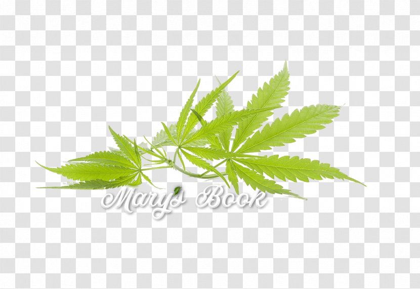 Cannabis Sativa Joint Medical Image - Herb Grinder Transparent PNG