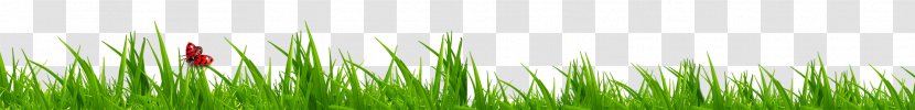Wheatgrass Green Close-up Computer Wallpaper - Grass Family Transparent PNG