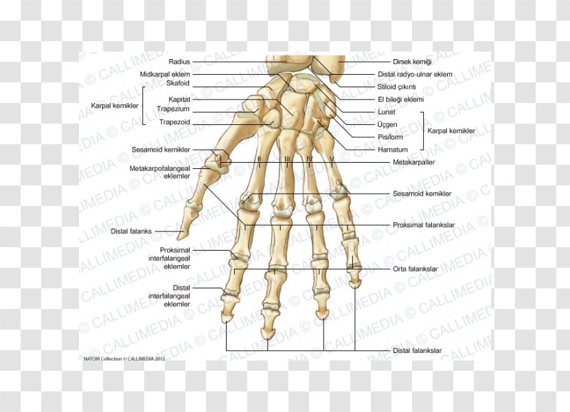 Thumb Homo Sapiens Carpal Bones Anatomy - Frame - Hand Transparent PNG
