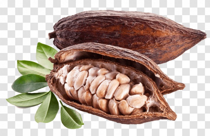 Cocoa Bean Cacao Tree Chocolate Stock Photography - Abalone Transparent PNG