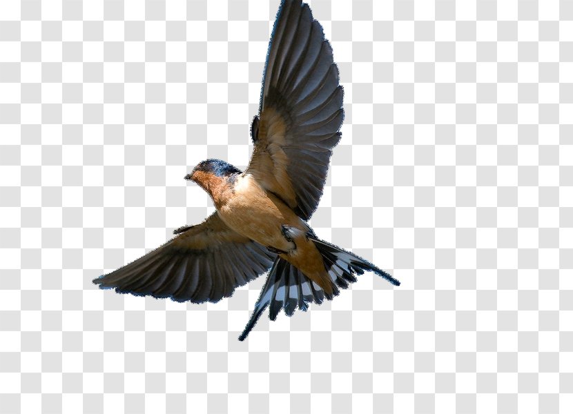 Barn Swallow Bird Swift Tree - Common House Martin Transparent PNG