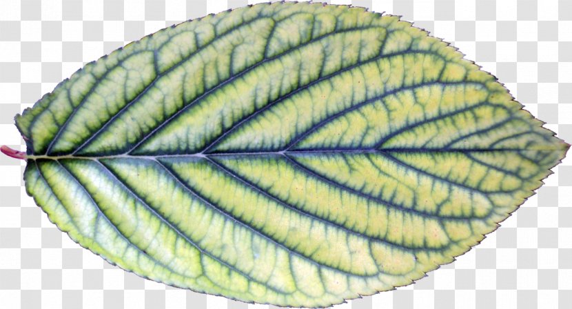 Leaf Tree Plant Food - Brush - BAY LEAVES Transparent PNG