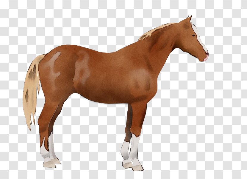 Female Horse Animal Masculinity - Paint - Toy Pony Transparent PNG