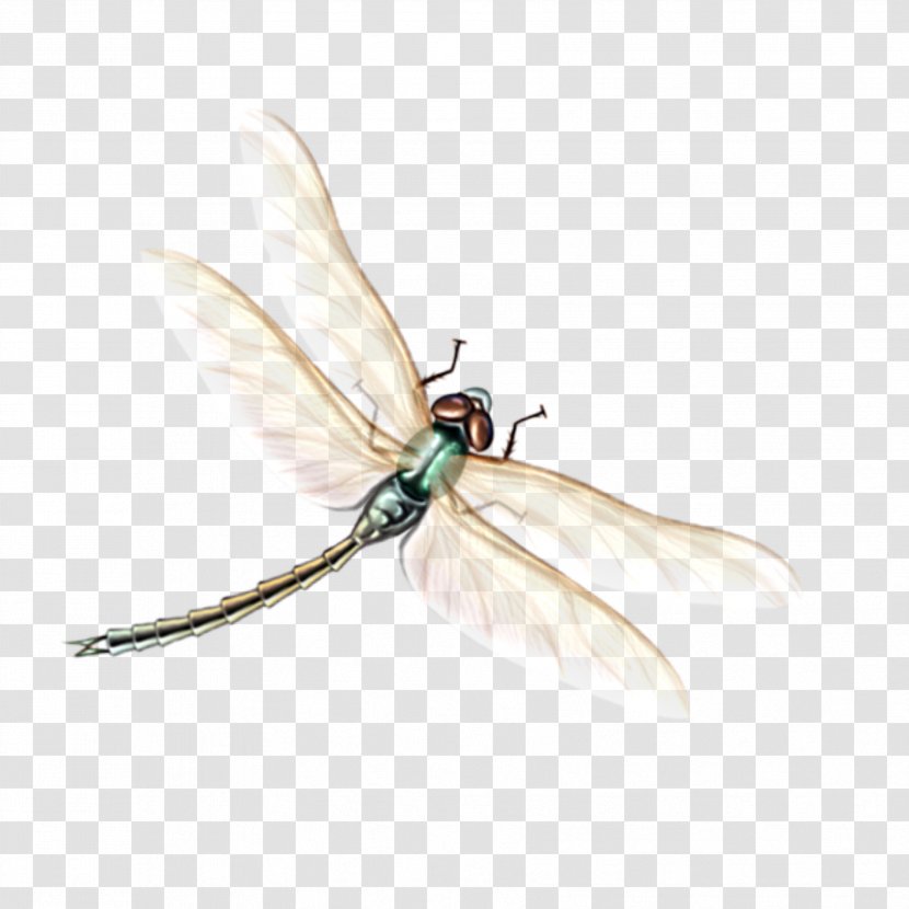 Insect Dragonflies And Damseflies Fly Pest Damselfly - Netwinged Insects House Transparent PNG