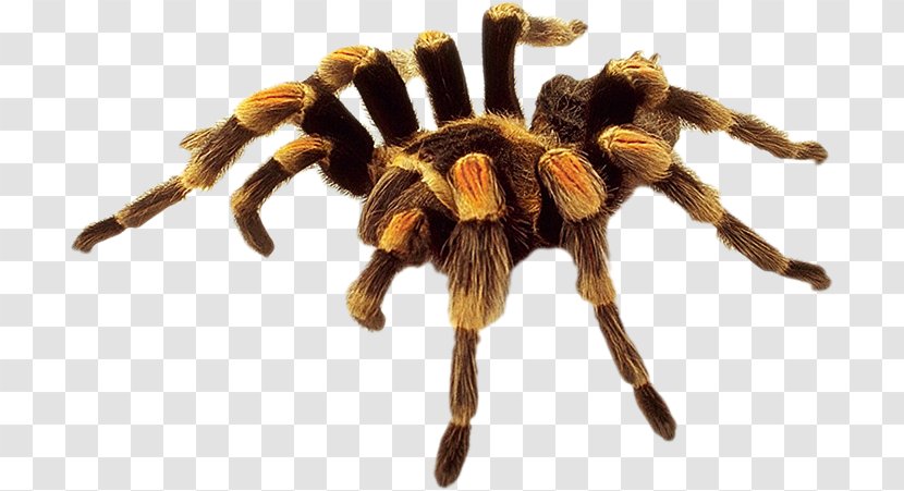 Spider Image Clip Art Eight Legs - Brown Recluse - All White Transparent PNG