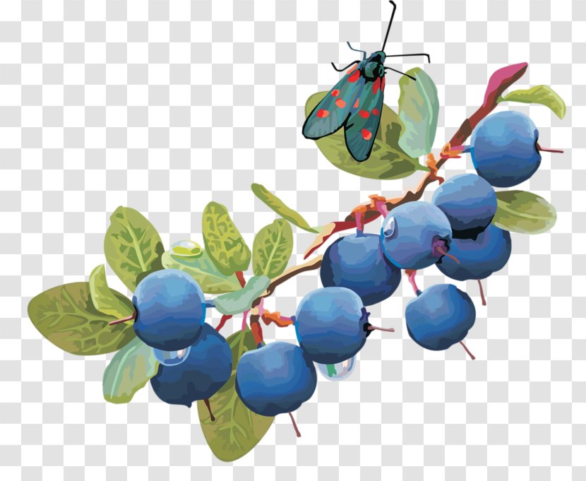 Blueberry Pie Fruit Bumbleberry Berries - Berry Transparent PNG