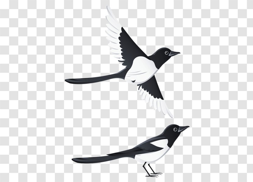 Bird Eurasian Magpie Clip Art Transparent PNG