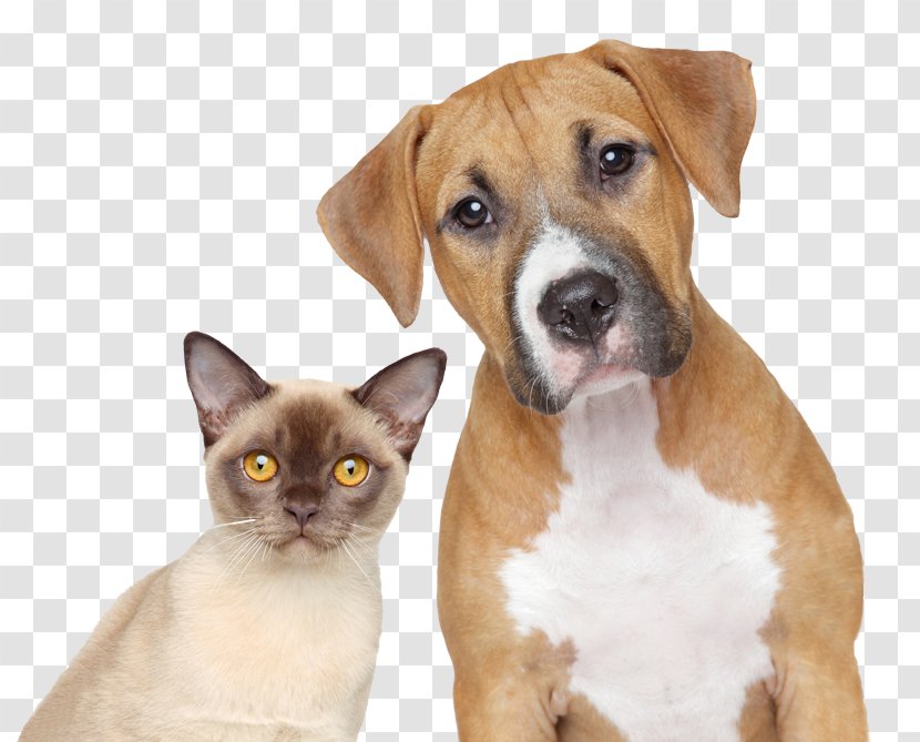 Dog–cat Relationship Pet Veterinarian - Passport - Cat Transparent PNG