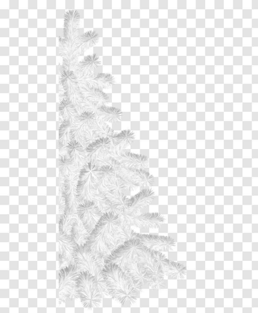 Spruce Christmas Tree Fir Day - Conifer Transparent PNG