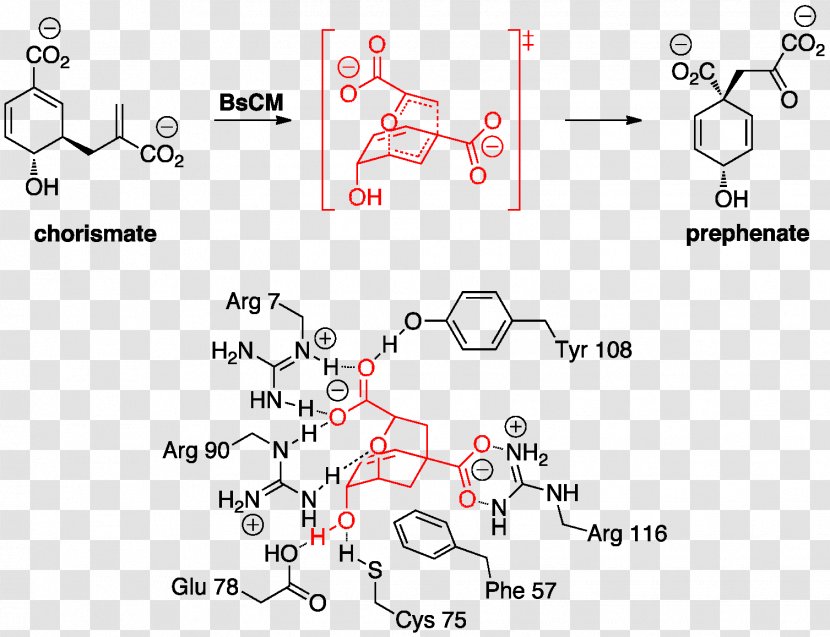 Claisen Rearrangement Chorismate Mutase Reaction Organocatalysis - Plot - Parallel Transparent PNG