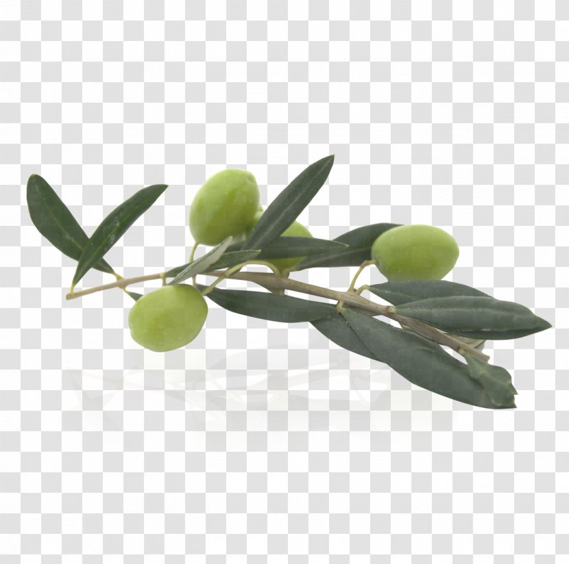 Olive Oil Food - Branch Transparent PNG