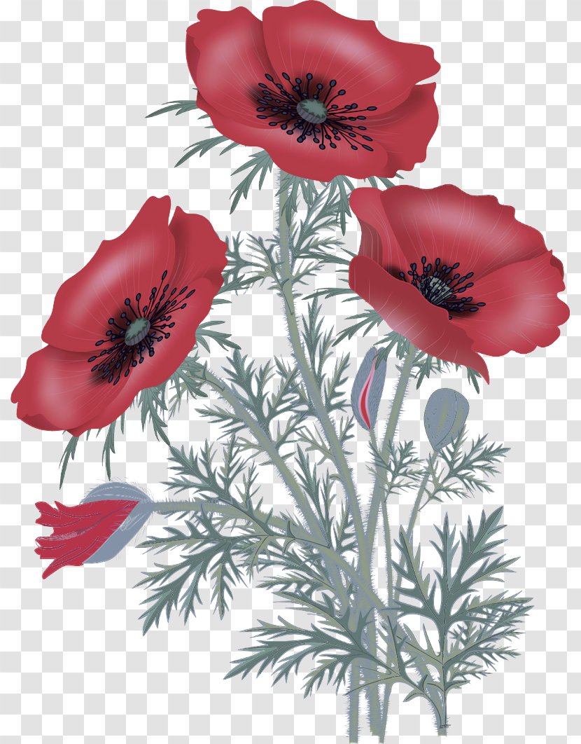 Flower Flowering Plant Oriental Poppy Red - Petal - Anemone Coquelicot Transparent PNG