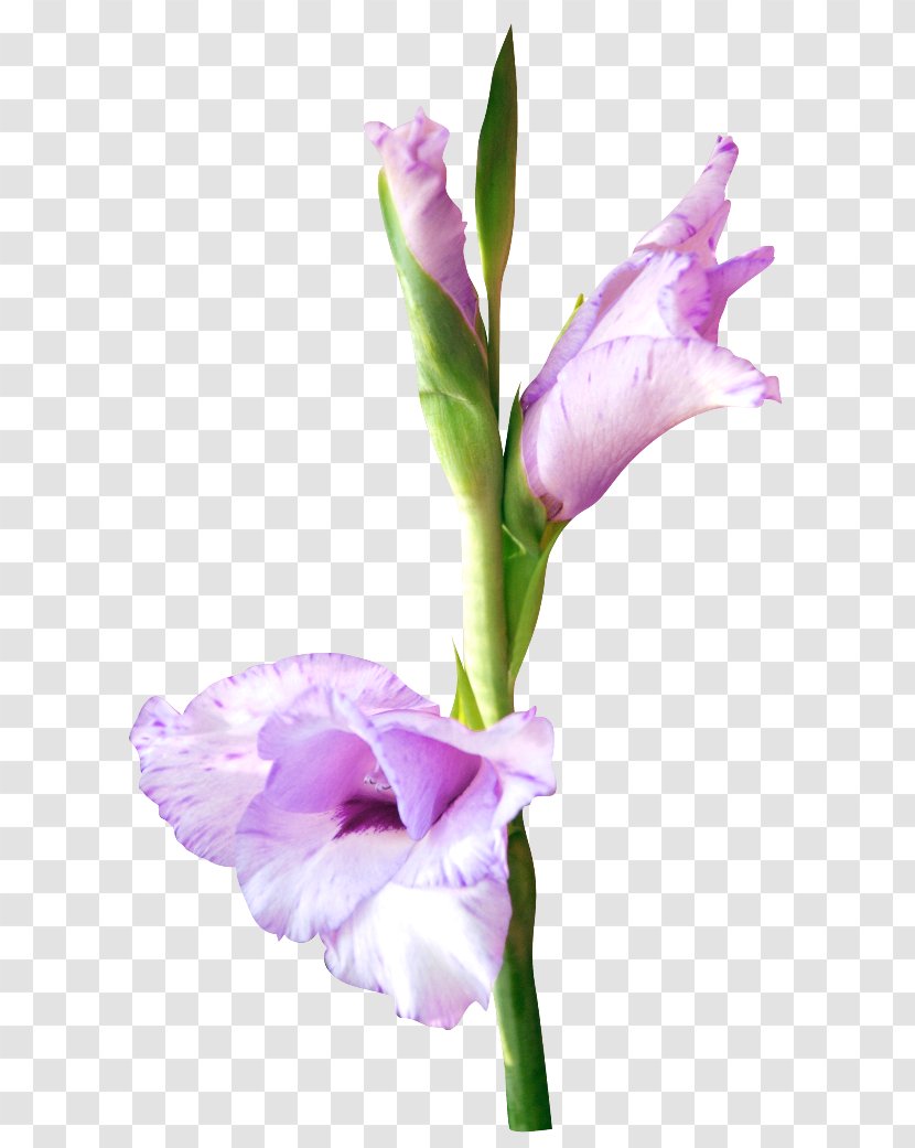 Gladiolus Cut Flowers Petal Poinsettia Transparent PNG