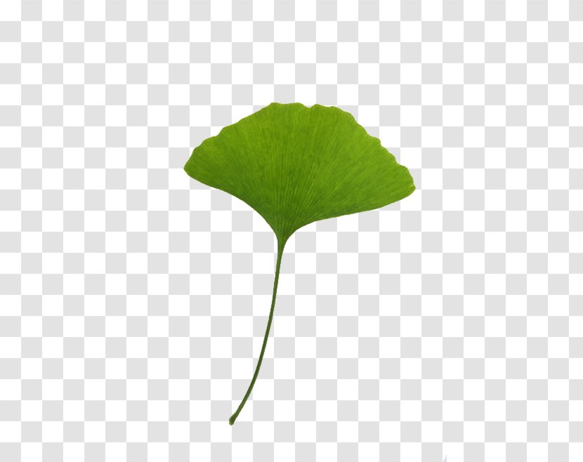Leaf Ginkgo Biloba Download Clip Art - Tree Transparent PNG