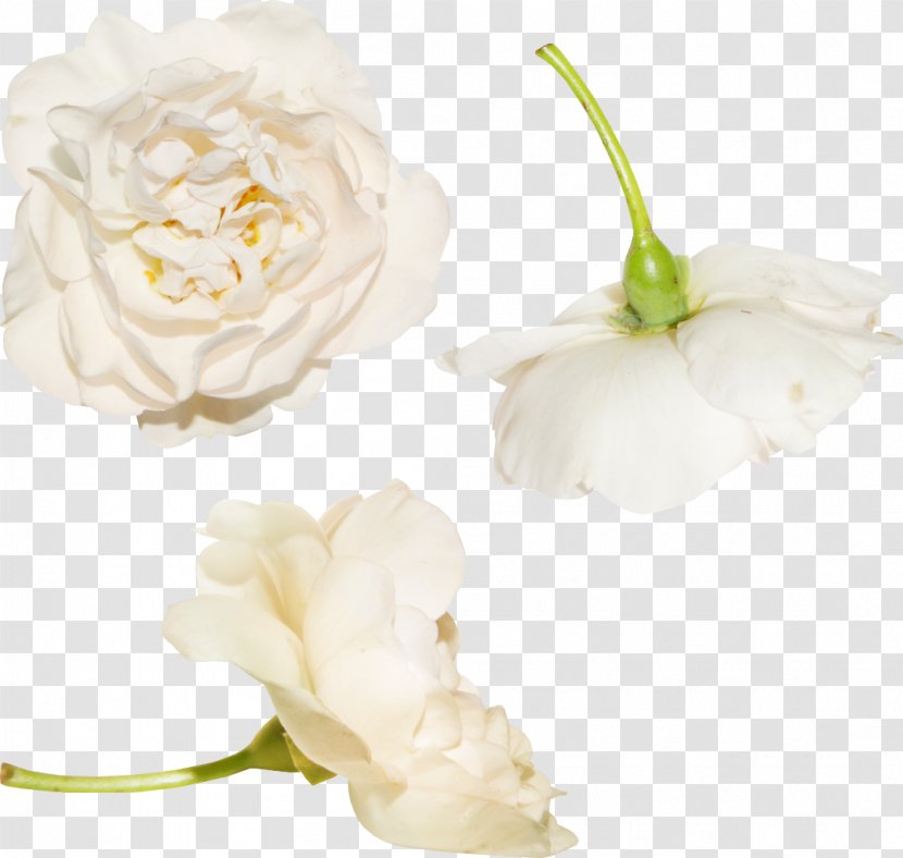 Garden Roses Flower Clip Art - Directory - White Transparent PNG