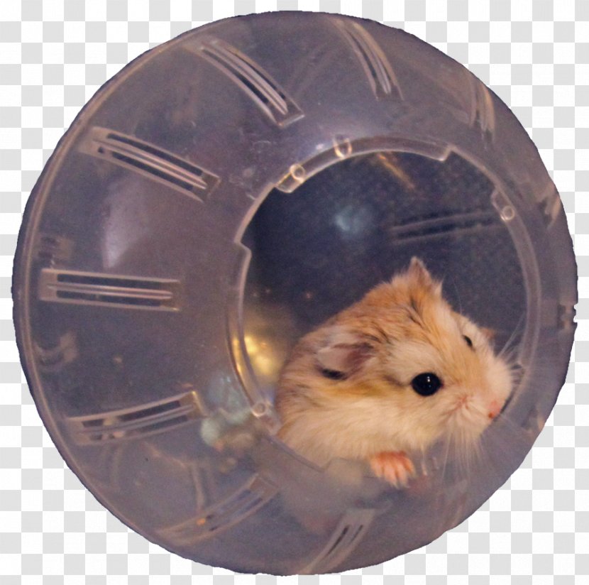 Hamster Ball Rodent Roborovski Muroidea - Mammal Transparent PNG