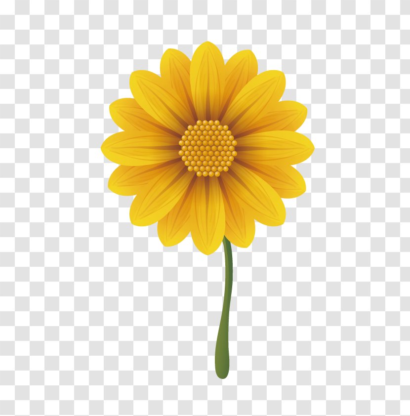 Gerbera Jamesonii Common Daisy Chrysanthemum - Vector Transparent PNG