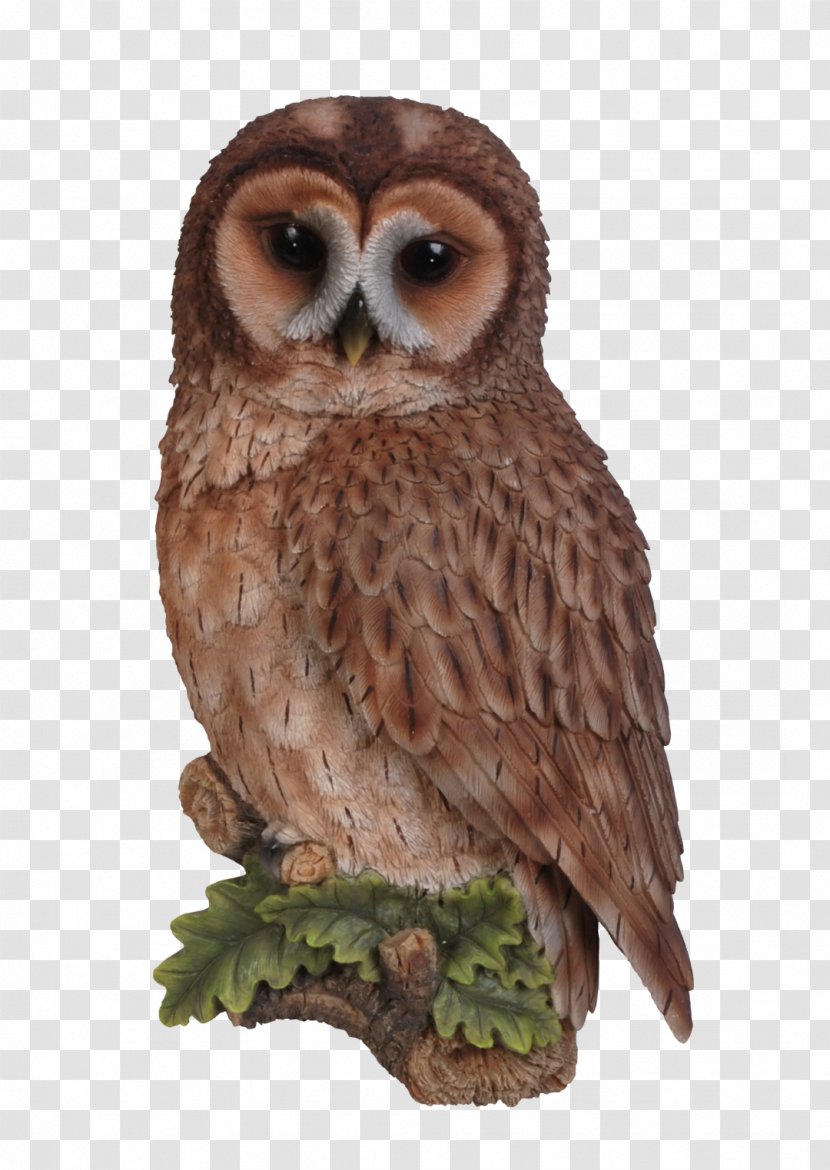 Tawny Owl Bird Long-eared Wall - Longeared Transparent PNG