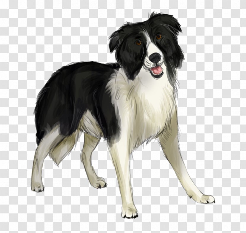 Border Collie English Shepherd Stabyhoun Rough Dog Breed - Like Mammal Transparent PNG