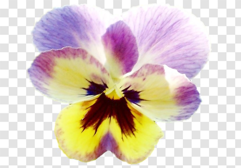 Pansy Violet Clip Art - Flower Transparent PNG
