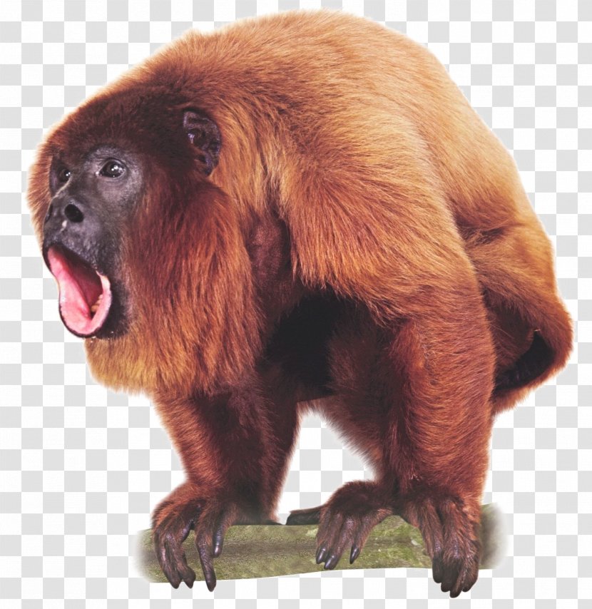 Primate Venezuelan Red Howler Monkey Image Ape Transparent PNG
