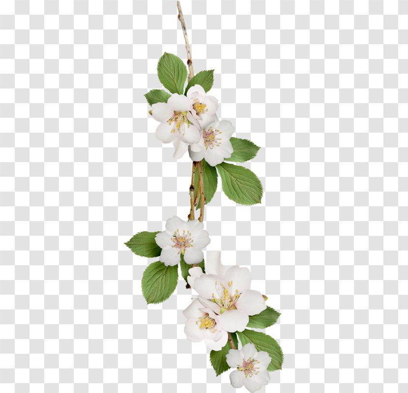 Flower - Plant - White Pear Transparent PNG