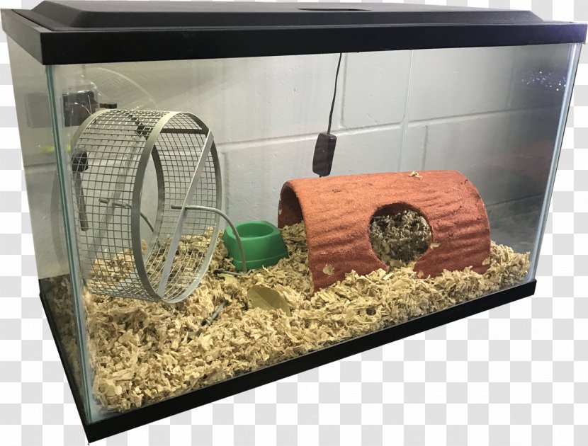 Rat Reptile Mouse Gerbil Aquarium - Rodenticide Transparent PNG