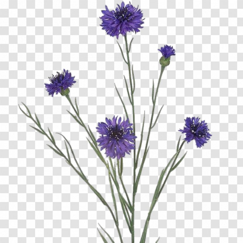 Flower Of The Fields Drawing Bouquet - Albom - Lilac Transparent PNG