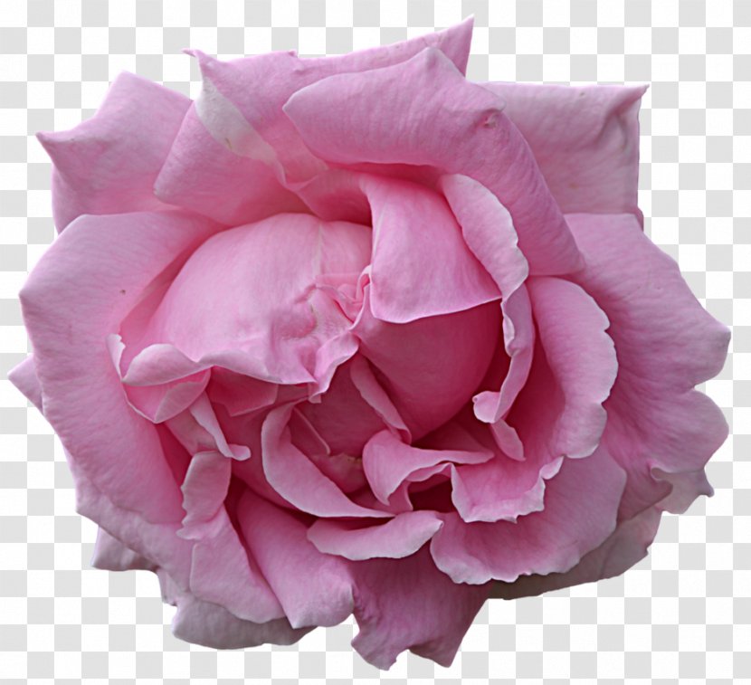 Pink Flowers Rose Stock Photography - Cut - Flower Transparent PNG