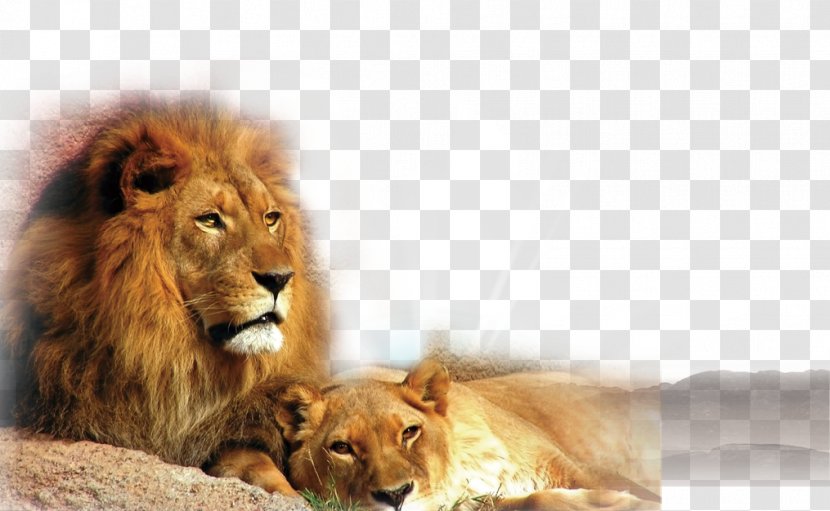 East African Lion Cat Black Panther Felidae Tiger - Big - Two Lions Transparent PNG
