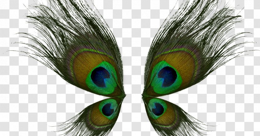 Bird Asiatic Peafowl Feather - Photoscape Transparent PNG