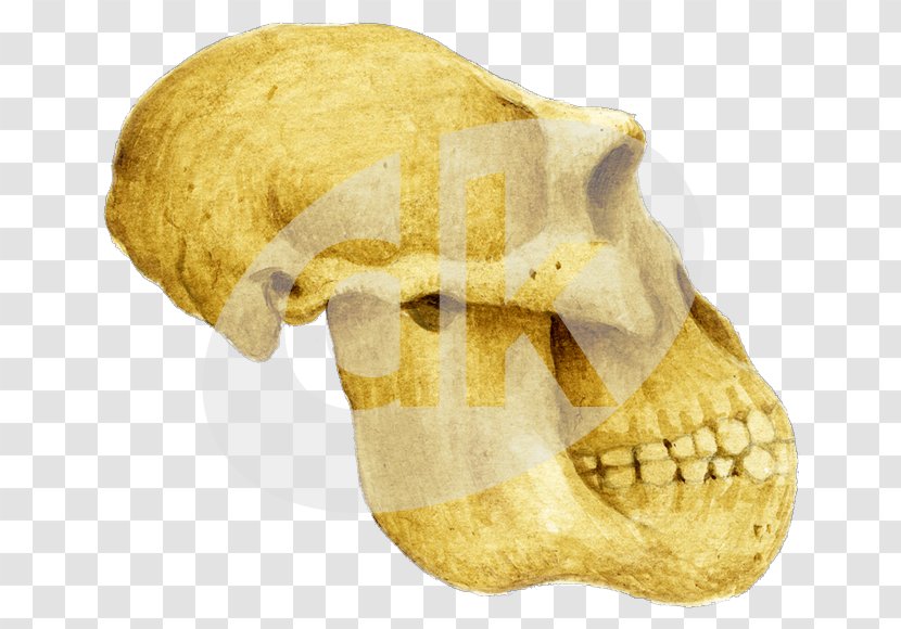 Skull - Snout - Bone Transparent PNG