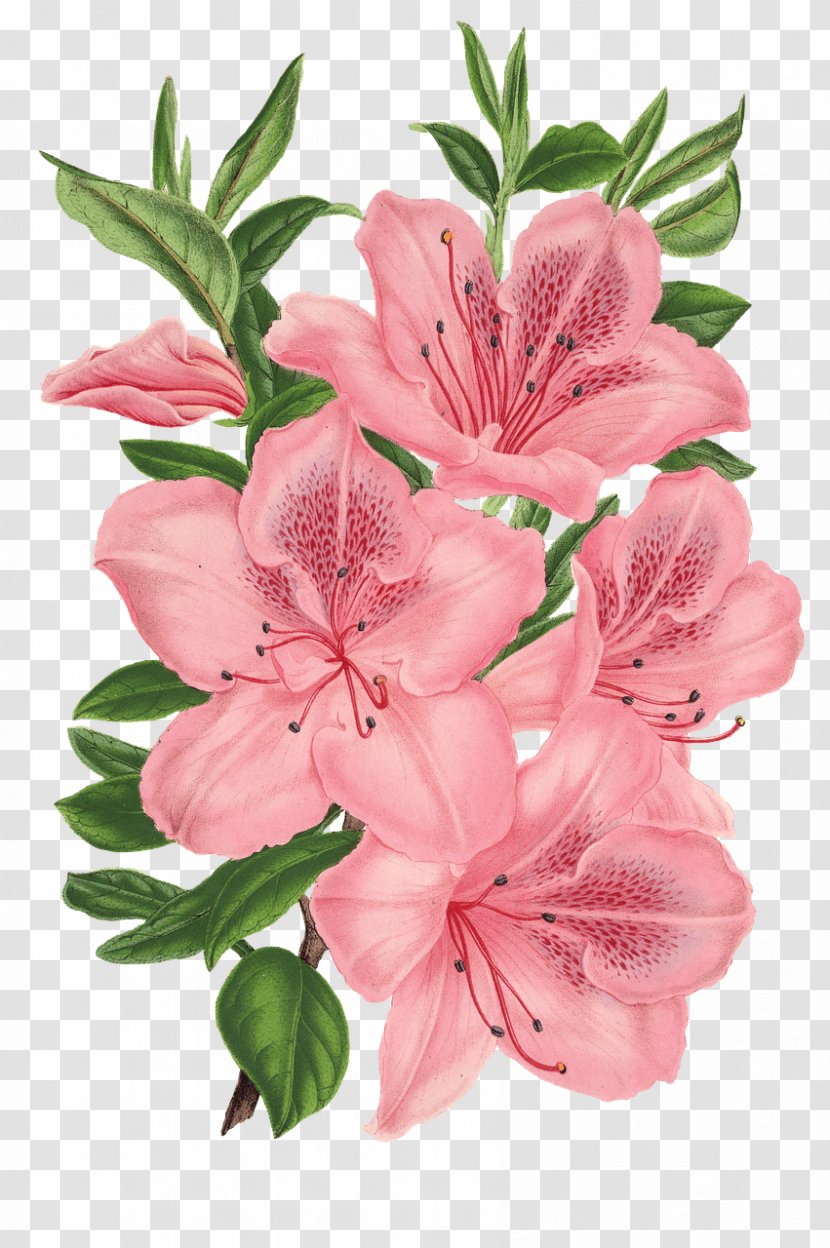 Pink Bunch Drawing Flowers Floral Design - Flower Bouquet Transparent PNG