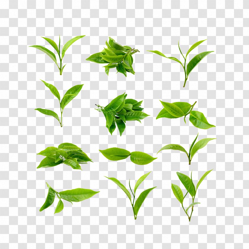 Green Tea Matcha Leaf Grading Plant - Stock Photography - Product Owner Transparent PNG