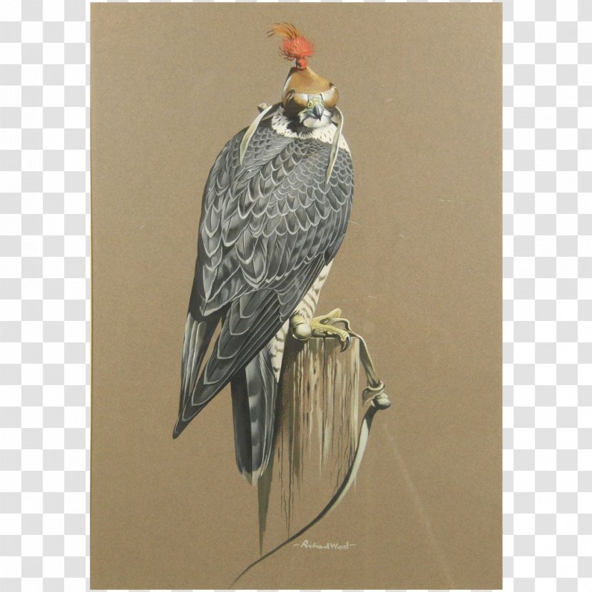 Fine Art Peregrine Falcon - Bird Of Prey Transparent PNG
