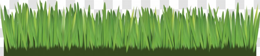 Herbaceous Plant Stem Clip Art - Wheatgrass - Landscape Transparent PNG