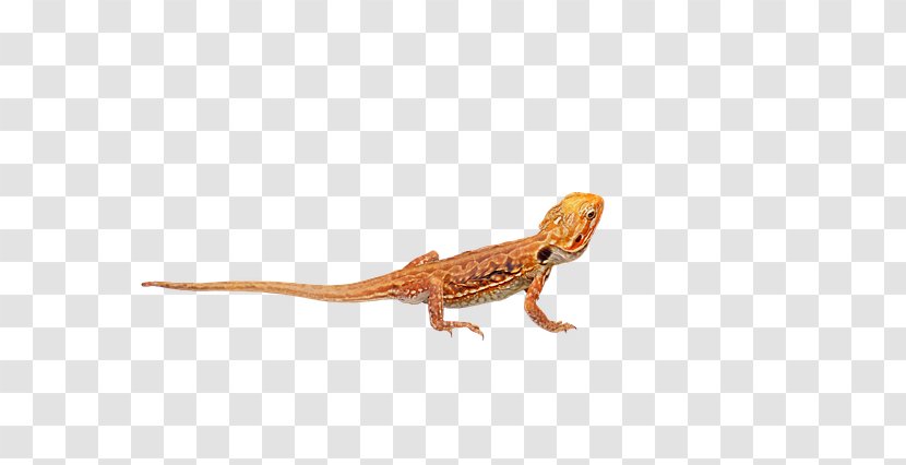 Central Bearded Dragon Image Lizard - True Salamanders And Newts - Gecko Transparent PNG