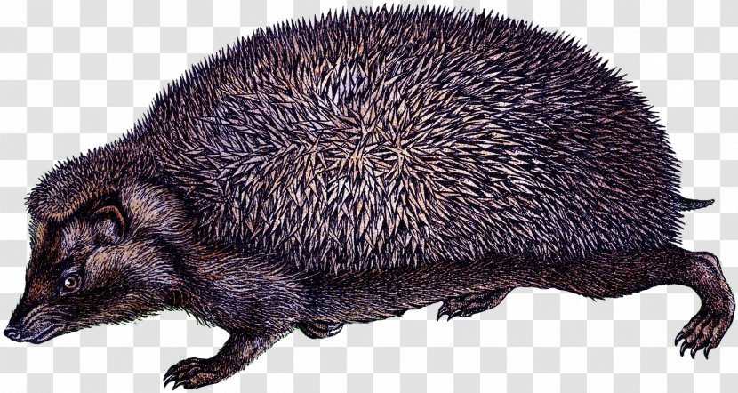Domesticated Hedgehog New World Porcupine - European - Erinaceidae Snout Transparent PNG