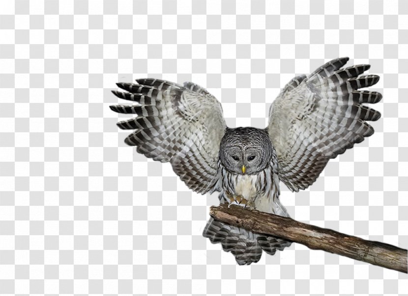 Tawny Owl Great Horned Snowy Eastern Screech - Hawk Transparent PNG