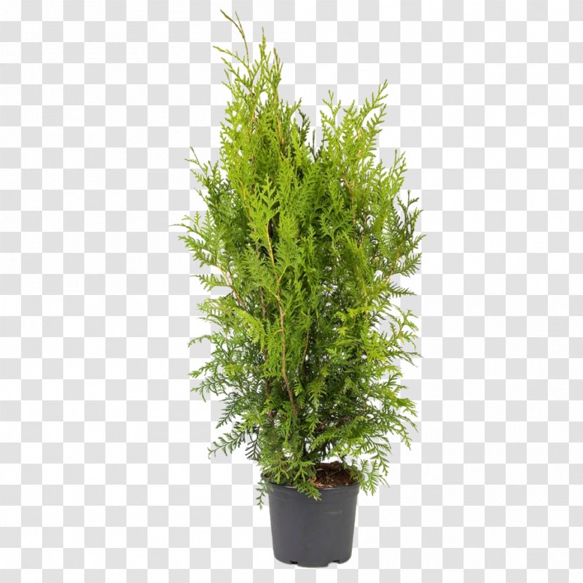 Arborvitae Thuja Occidentalis 'Smaragd' Ornamental Plant Oriental Arbor-vitae - Shrub Transparent PNG