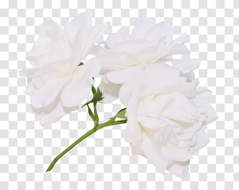 Garden Roses Cabbage Rose Floribunda Cut Flowers - White - Flower Transparent PNG