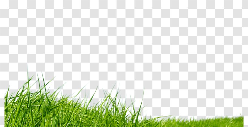 Grass Lawn - Prairie Transparent PNG