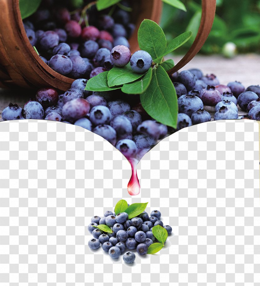 Blueberry Bilberry Fruit Antioxidant - Superfood - Wine Posters Transparent PNG