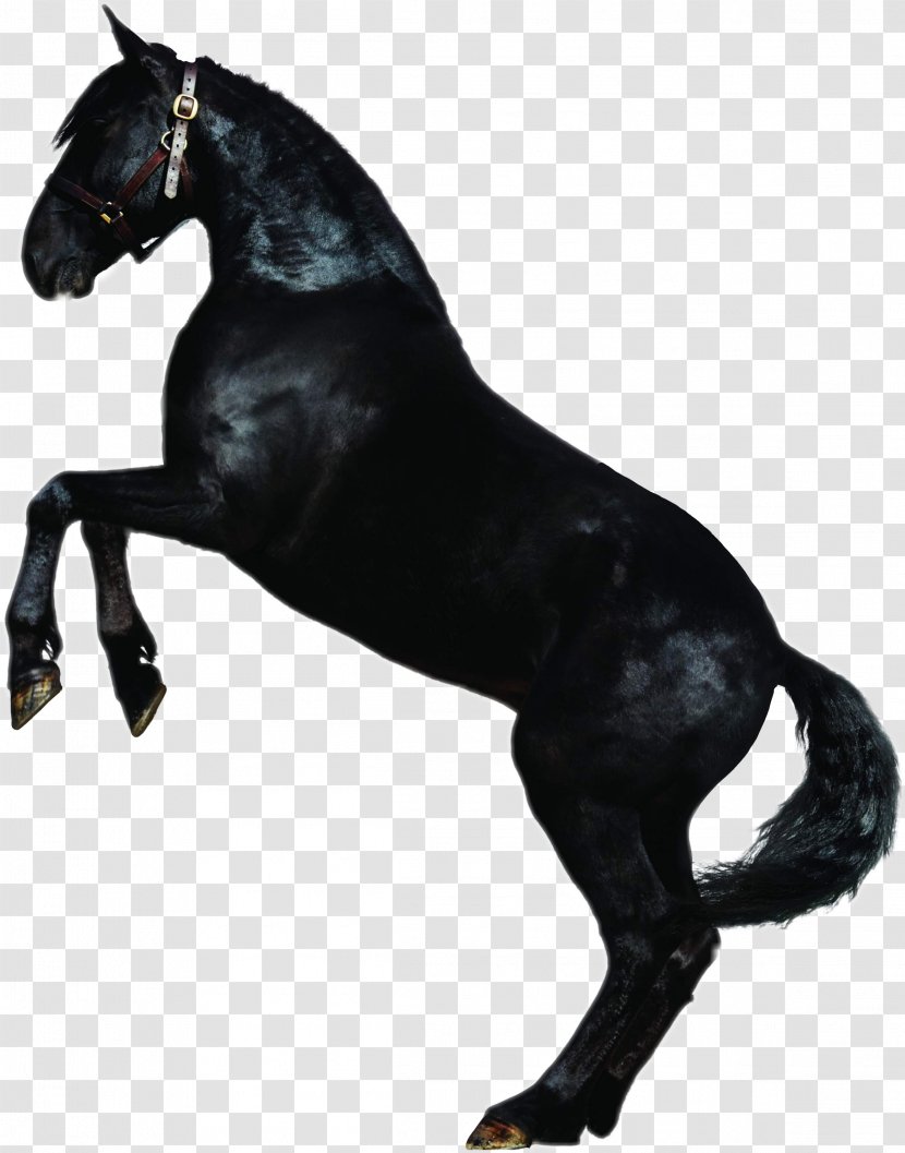 Stallion Rein Mustang Mare Equestrian - Ford Transparent PNG